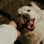 Friendly vs Aggressive Dogs: Signs Before Petting