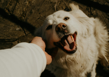 Friendly vs Aggressive Dogs: Signs Before Petting