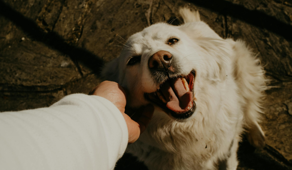 Friendly vs Aggressive Dogs: Signs Before Petting