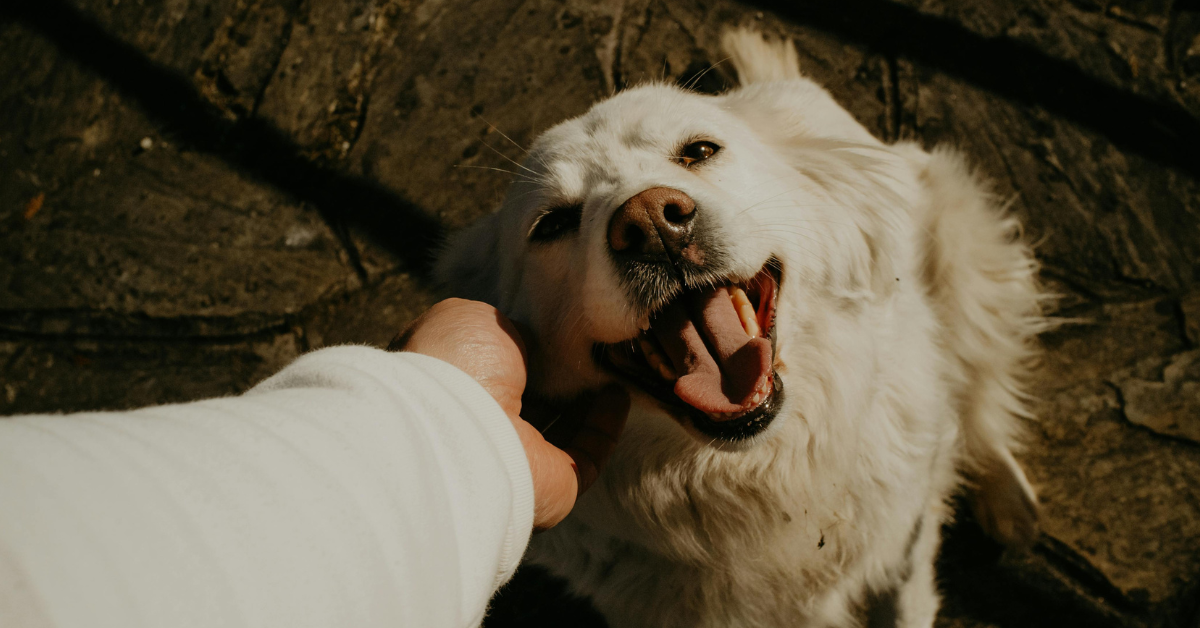 Friendly vs Aggressive Dogs: Signs Before Petting