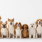 Hollywood Stars Adopt Rescue Dogs: The Real Reasons