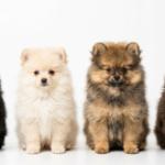 Inside Kim Kardashian’s Controversial Four Pomeranian Puppy Gifts