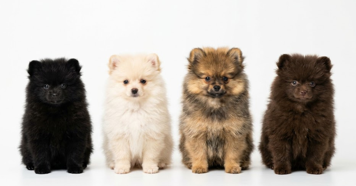 Inside Kim Kardashian’s Controversial Four Pomeranian Puppy Gifts