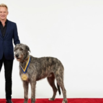 Sting’s Irish Wolfhound Wins Attention at Dog Shows