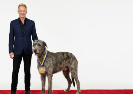 Sting’s Irish Wolfhound Wins Attention at Dog Shows