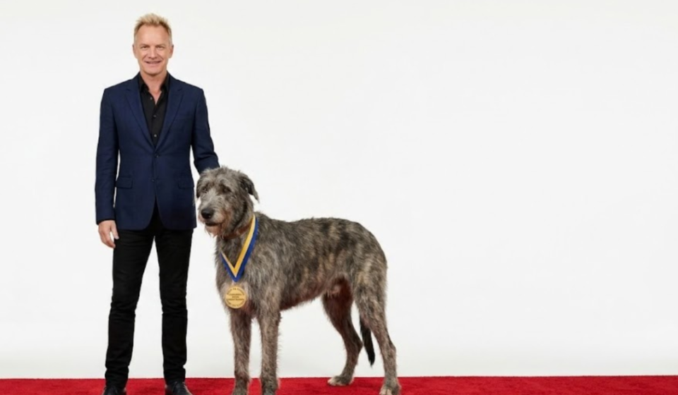 Sting’s Irish Wolfhound Wins Attention at Dog Shows