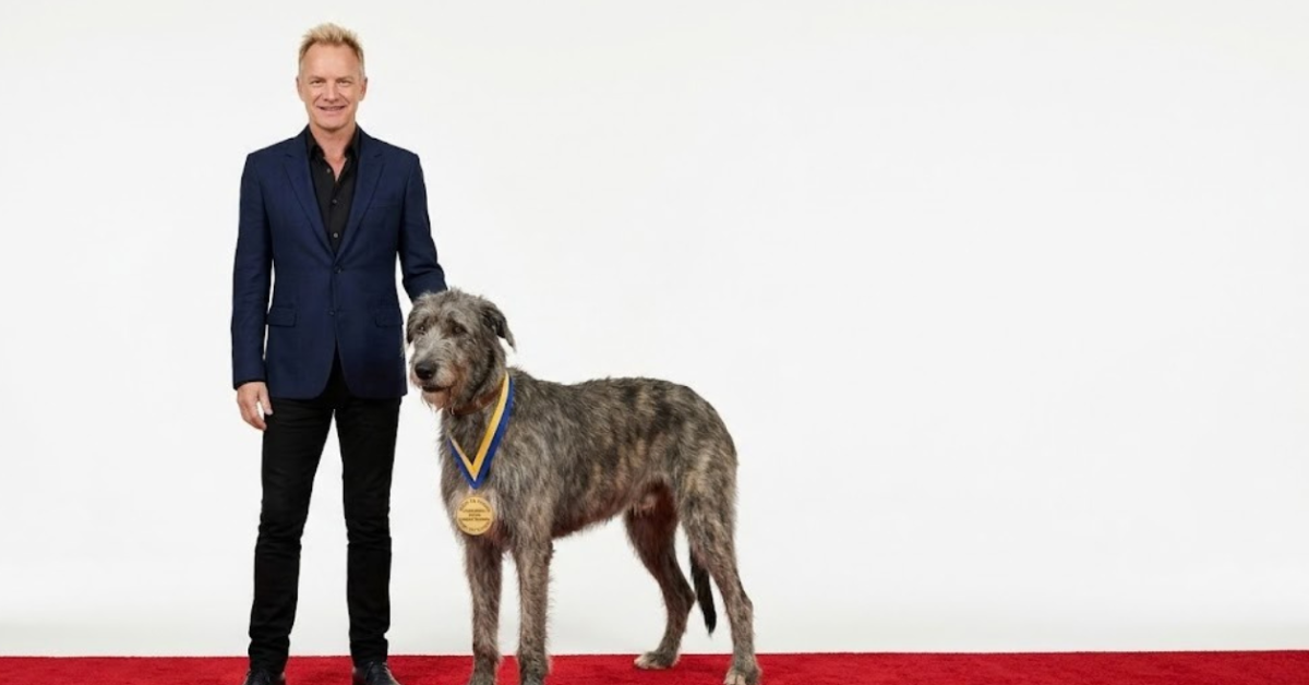 Sting’s Irish Wolfhound Wins Attention at Dog Shows
