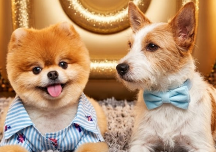 The Most Followed Celebrity Dogs on Instagram in 2026