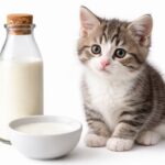 Can Cats Drink Milk? Vet Facts on Dairy and Cats