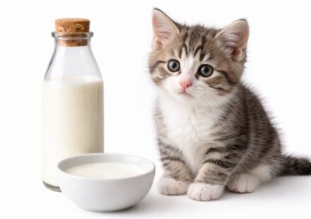 Can Cats Drink Milk? Vet Facts on Dairy and Cats