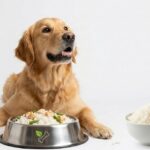 Can Dogs Eat Rice Every Day? Safety and Benefits