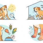 Dog Itching but No Fleas? Causes and Relief Guide