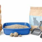 How Often Should You Change Cat Litter Box