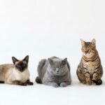 10 Low Maintenance Cat Breeds for Busy Owners
