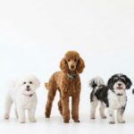 Low Shedding Dog Breeds for Allergy Friendly Homes
