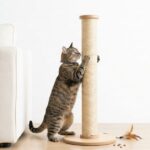 Stop Cat Scratching Furniture With Proven Tips