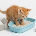 How to Litter Train a Kitten Fast and Easy