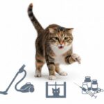 Why Is My Cat Suddenly Aggressive at Home?