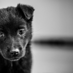 The Best Animal Shelters in NYC for Dog Adoption 2026