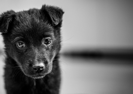 The Best Animal Shelters in NYC for Dog Adoption 2026