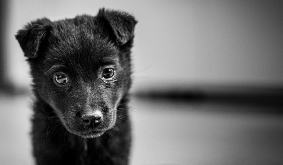 The Best Animal Shelters in NYC for Dog Adoption 2026