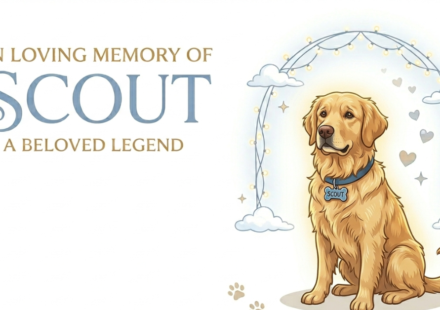 Instagram Famous Dog Scout Dies