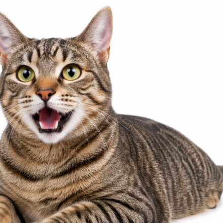 cat-breathing-with-mouth-open-causes-and-what-to-do