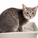 Cat Diarrhea: Causes, Symptoms, and When to See a Vet