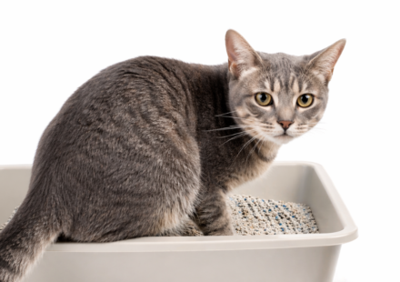 Cat Diarrhea: Causes, Symptoms, and When to See a Vet