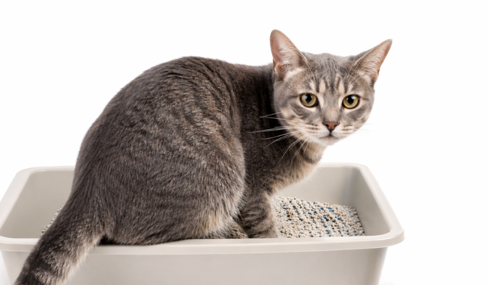 Cat Diarrhea: Causes, Symptoms, and When to See a Vet