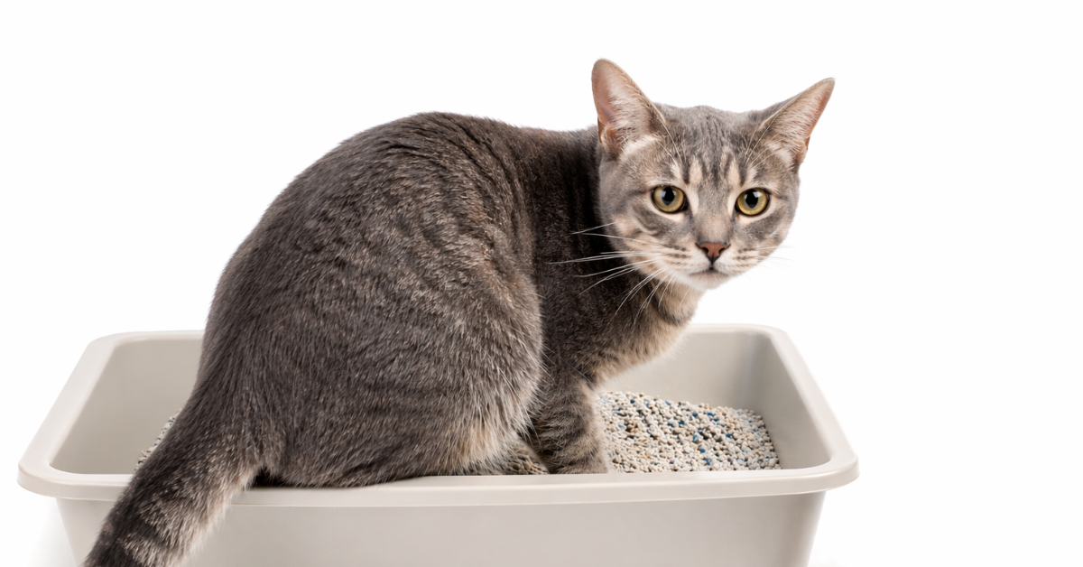 Cat Diarrhea: Causes, Symptoms, and When to See a Vet