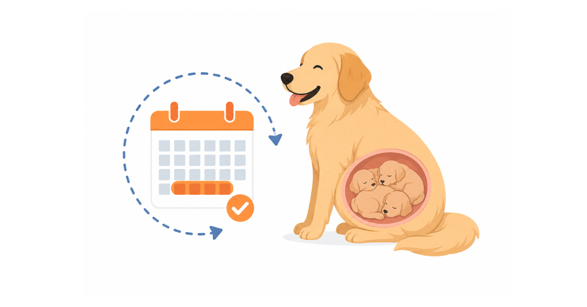 How Long Are Dogs Pregnant